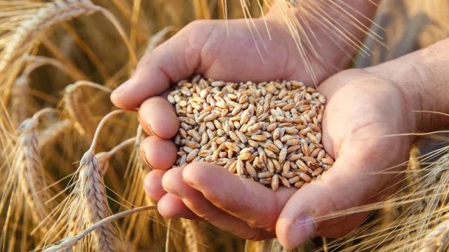 Aliments pour bovins