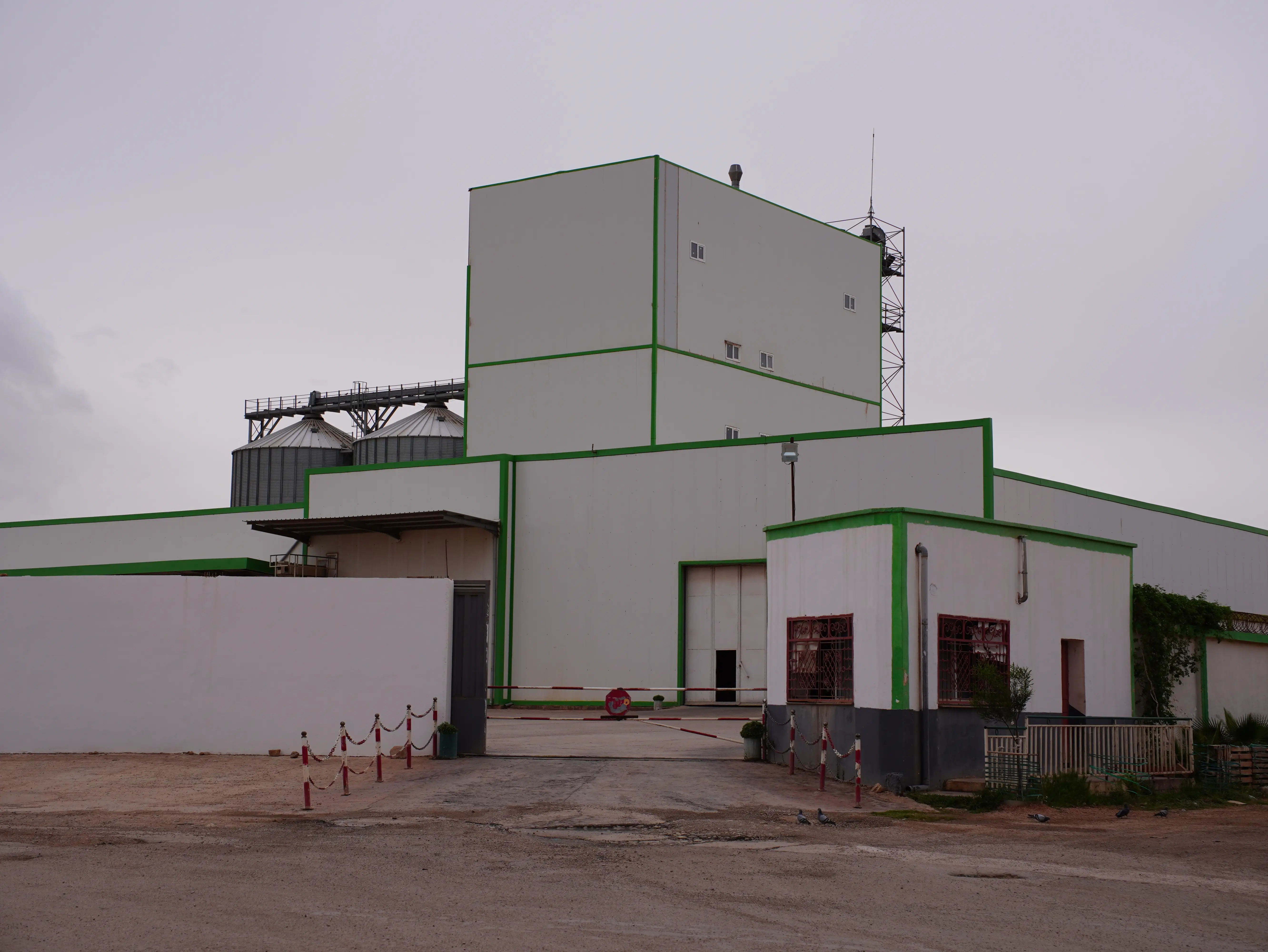 Grains de blé premium
