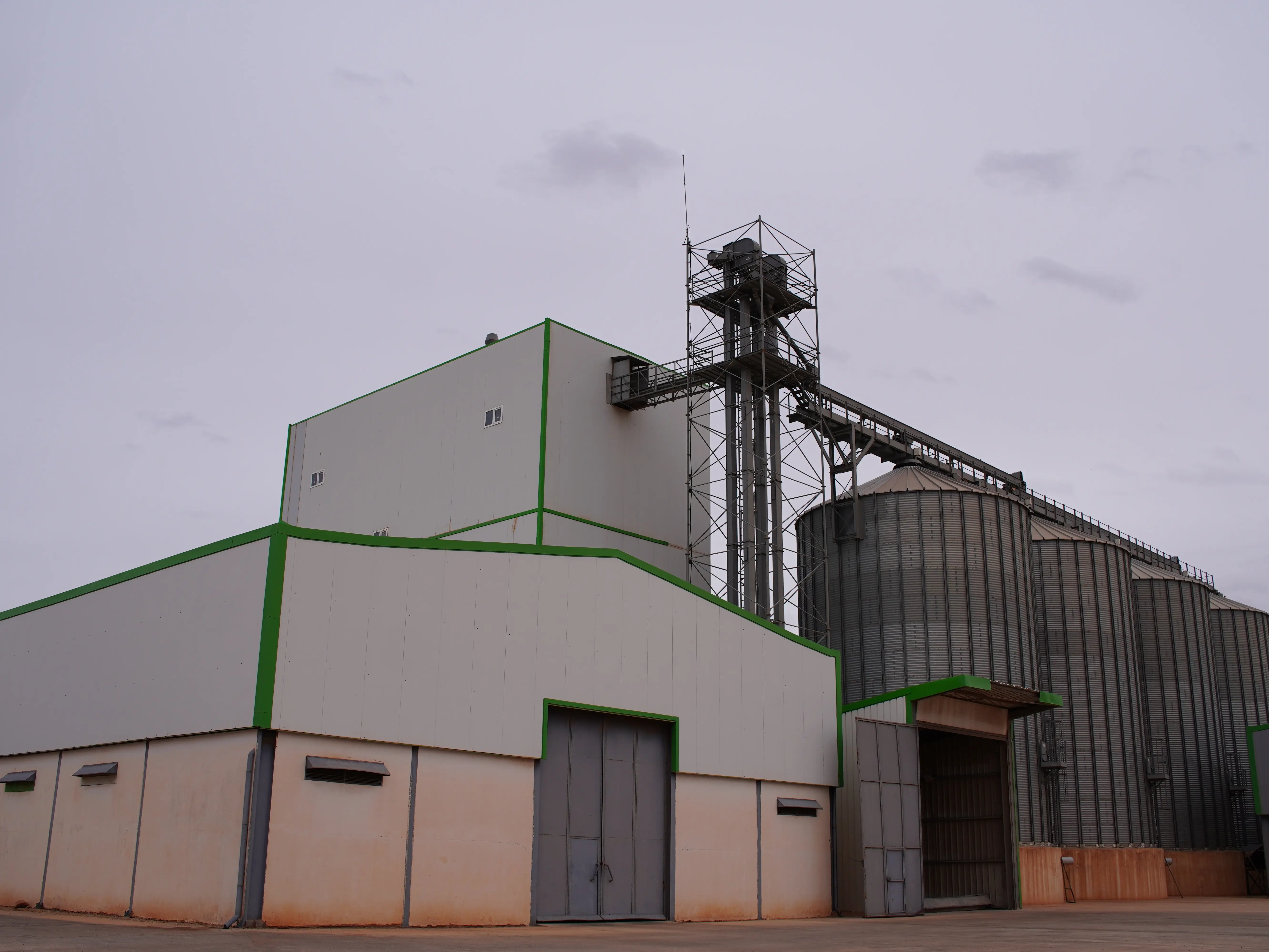 Grains de blé premium